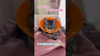 【本日のチャッピー】昼下がりぽかぽか湯たんぽ猫保護猫おばあちゃん猫猫のいる暮らし癒し [upl. by Yttel]