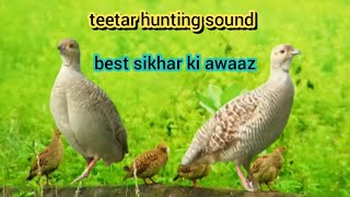 Amazing video Teetar voice four teetar ki awaaz female teetar ki video female voice female teetar [upl. by Ladnik202]