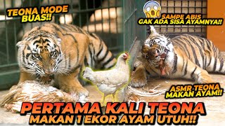 TEONA BADAN KECIL TAPI BISA MAKAN AYAM 1 EKOR UTUH  BUAS MODE ON [upl. by Nivrae]