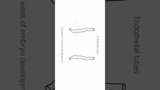 Interventricular Septum development and heart tubes [upl. by Alithea]