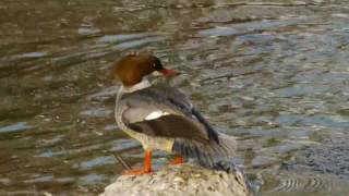 Goosander or Merganser Mergus merganser ♀  Gänsesäger 2 [upl. by Eevets]