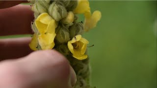 How To Identify Common Mullein  Medicinal Plants [upl. by Whitcomb896]