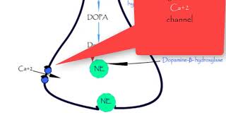 Norepinephrine synthesis storage release reuptake metabolismepinephrine Dopamine Adrenergic [upl. by Haland]