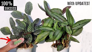 DONT KILL AGAIN My COMPLETE Calathea Plant CARE Guide [upl. by Tannen]