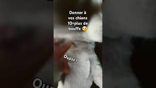 Je suis un humain 🐕chiwawa drole memes [upl. by Dorine421]