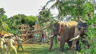 Capturing killer elephant that took the life of 7 people Attappadi Kerala [upl. by Inaffyt470]