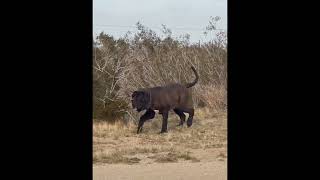 31 inch Neapolitan Mastiff Moving neapolitanmastiff canecorso dog mastiffsworldwide puppy [upl. by Kyre866]