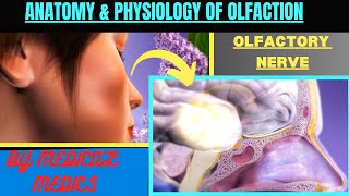 Olfactory System  Anatomy amp Physiology of Smell  Olfactory Nerve  Sense of Smell [upl. by Bernardina336]