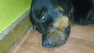 ζ Rottweiler Sleep Barking At 130 Time Stamp [upl. by Aleras724]