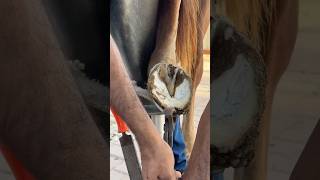 👟🐎satisfying horses shots shortsyoutube farrier [upl. by Ecirtal822]