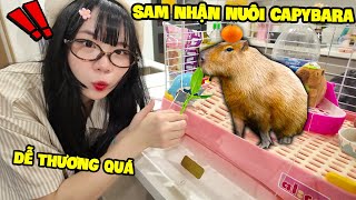 SAMMY NHẬN NUÔI BÉ CAPYBARA SIÊU ĐÁNG YÊU [upl. by Anirtep]