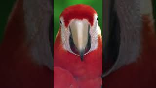 Cute parrot 🦜 😍 💖 💓 music song [upl. by Naujtna215]