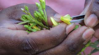 Hybridization or crossing technique in Pigeon pea or arhar Cajanus cajan [upl. by Anij]