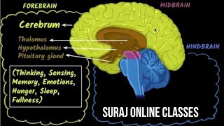 Hind Brain II The Ultimate Guide for Competitive Exams [upl. by Chaffinch298]