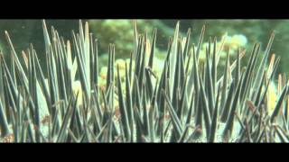 Crown of Thorns Starfish Threaten the Great Barrier Reef [upl. by Gudrin]