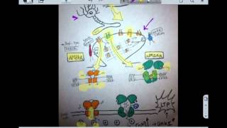 Long Term Potentiation Memory and Plasticity [upl. by Lourdes]