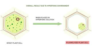 PLASMOLYSIS ANIMATION VIDEO [upl. by Nwahc]