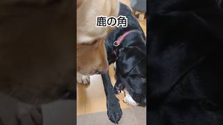 鹿の角とイッヌ達 ラブラドールレトリバー ラブラドール labrador 鹿の角 [upl. by Gilmour]