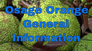 Osage Orange Information Uses For Sale Cancer Cure Maclura Pomifera Hedge Horse Apple Monkey Ball [upl. by Nilyam]