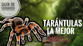 Las tarántulas son increíbles mascotas [upl. by Mathre]