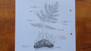 How to draw dryopteris  Dryopteris diagram drawing tutorial  Science project for beginners [upl. by Enaht]