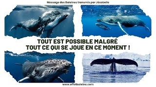 TOUT EST POSSIBLE malgré tout ce qui se joue en ce moment   Message dAmour des Baleines [upl. by Arbas]