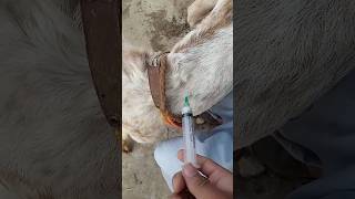 Intramuscular injection in goatvet injection veterinary shortsfeed viralshorts trending video [upl. by Carolynne]