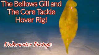 The Bellows Gill and The Core Tackle Hover Rig [upl. by Usanis]