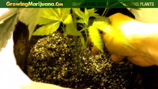 How To Grow Marijuana  Defoliating Vegetating Cannabis Plants [upl. by Anrak194]