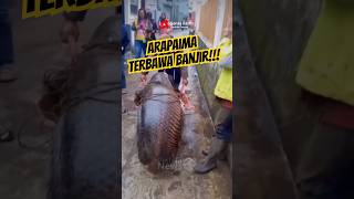 Ikan Arapaima Terbawa Banjir‼️shorts banjir [upl. by Yentruok]