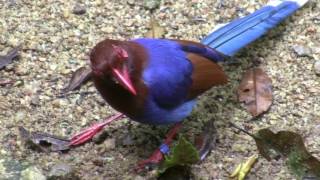 Birds of Sri Lanka  Endemics [upl. by Colan]