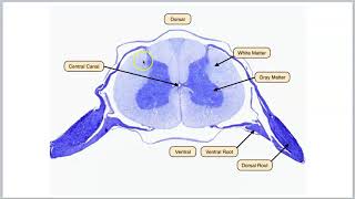 Spinal cord part 2 [upl. by Thebault]