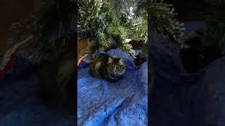 Maine Coon Kitten Discovers Christmas Tree krazykittiesfunandcatswith838 [upl. by Fionna]