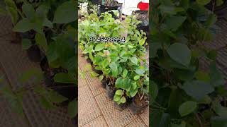 പൂത്ത മണിമുല്ല sale  shorts gardenjasminsworldflowering plantssale [upl. by Matheson]