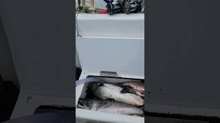 Quick limit on Salmon Westport charter boat fishing [upl. by Atnas]