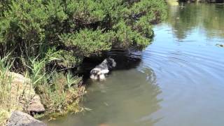 Nelda the Airedale Terrier Aussie Action Dog [upl. by Anastas328]