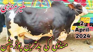 Malir Mandi Cattle Rates Update 2April 2024  Malir Mandi Update  Cow Mandi 2024 [upl. by Htomit]