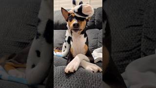 Basenji Smile basenji dog toys [upl. by Ennadroj662]