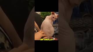 Isso acontece quando se faz carinho em um gato 😱🥹😱 youtubeshorts pets gatos cat [upl. by Barren]