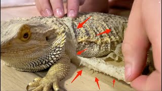 Bearded Dragon Shedding Skin Then Eats It [upl. by Ydne]