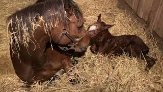 Taylors Wildcat by Tale of the Cat Introduced to Foal Then say hello to our Vekoma Filly Video 6 [upl. by Athene221]