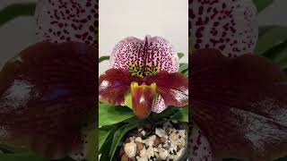 Paphiopedilum Enzan Kitty [upl. by Corder]