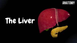 Liver Anatomy Function Topography External Structures Ligaments [upl. by Pournaras]