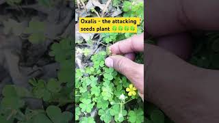 OXALISThe attacking seeds plant🍀botanybiologyflorafaunasciencesciencefactsviralvideo🍀🍀 [upl. by Anilehcim294]