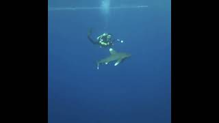 Fight off aggressive Longimanus shark  Elphinstone Egypt Diving Liveaboard Red Sea [upl. by Aufa123]