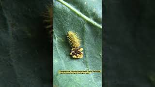 Cannabalism in Epilachna beetleHadda beetle Epilachna vigintioctopunctata grub feeding on eggs [upl. by Reis]