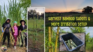 Hmong Florida LifeCutting Bamboo Shoots amp Irrigation Setup 82624 [upl. by Thorny65]