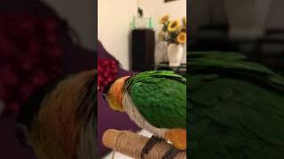 Caique parrot talking 凱克鸚鵡講話 MOJO爸爸 [upl. by Nelleeus]