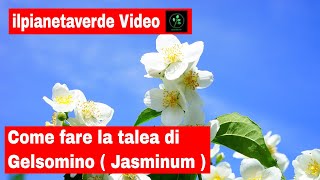 Come riprodurre il Gelsomino con la talea  jasminum [upl. by Eened951]