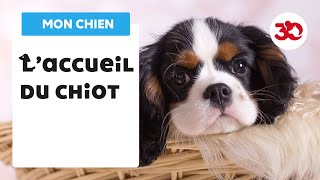 Conseil  Accueillir un chiot [upl. by Ynohtnaluap]